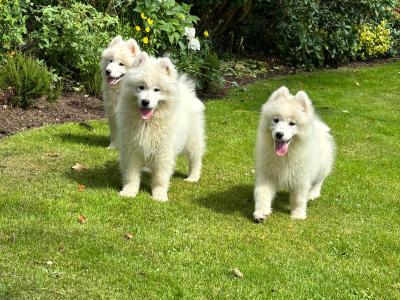 Samoyed Pups for Sale