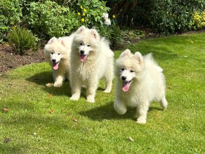 Samoyed Pups for Sale