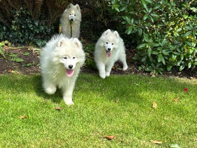 Samoyed Pups for Sale