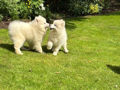Samoyed Pups for Sale