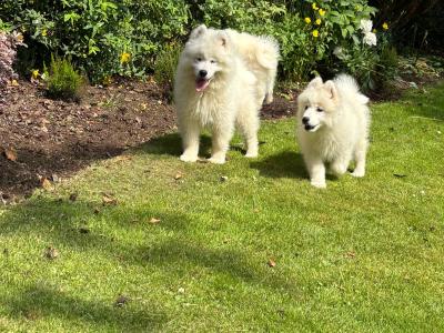 Samoyed Pups for Sale