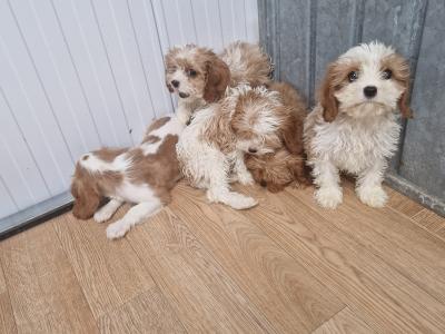 Five stunning Cavachons puppies for sale in Wexford