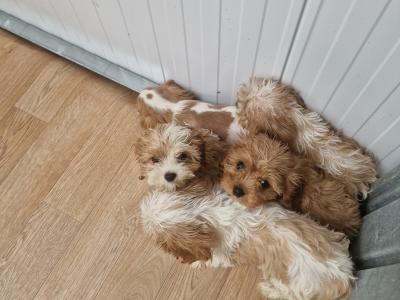 Five stunning Cavachons puppies for sale in Wexford