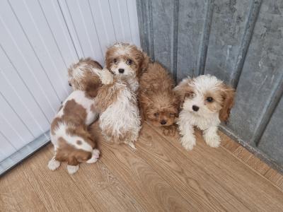 Five stunning Cavachons puppies for sale in Wexford