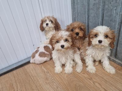 Five stunning Cavachons puppies for sale in Wexford