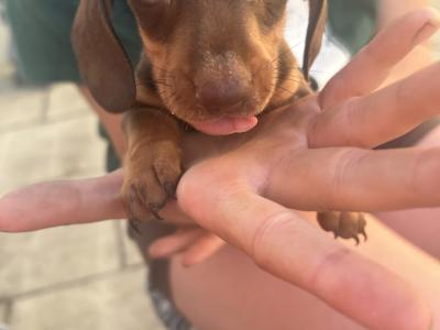 2 beautiful Male Minature Dachshund pups for sale KC registered