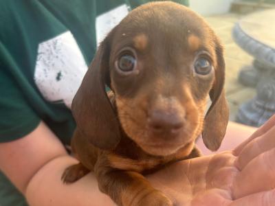 2 beautiful Male Minature Dachshund pups for sale KC registered