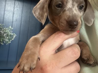 2 beautiful Male Minature Dachshund pups for sale KC registered