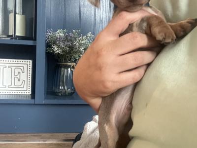 2 beautiful Male Minature Dachshund pups for sale KC registered