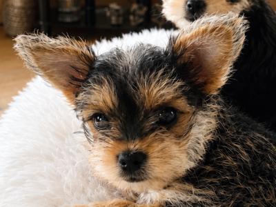 Beautiful female Yorkshire Terrier X puppies for sale in Fermanagh