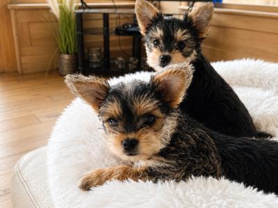 Beautiful Yorkie female puppies for sale