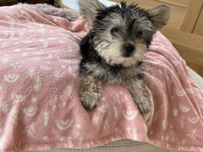 Beautiful Yorkie female puppies for sale