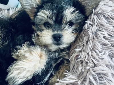 Beautiful Yorkie female puppies for sale