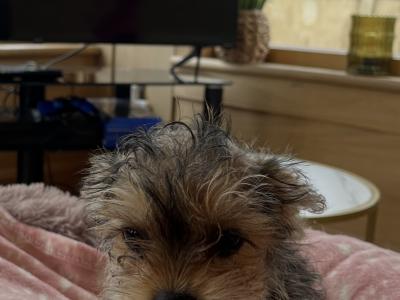 Beautiful Yorkie female puppies for sale