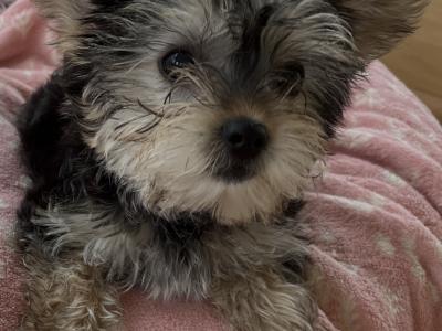 Beautiful Yorkie female puppies for sale