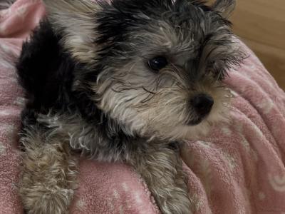 Beautiful Yorkie female puppies for sale