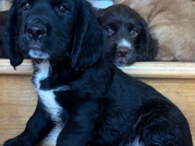 Fabulous Cocker Spaniel puppies in Offaly