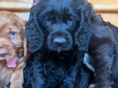 Fabulous Cocker Spaniel puppies in Offaly
