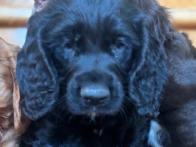Fabulous Cocker Spaniel puppies in Offaly