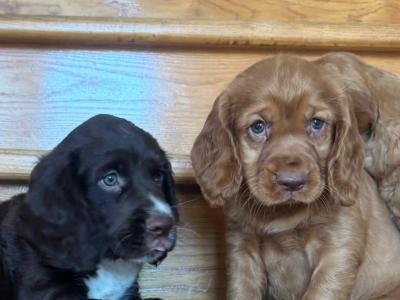 Fabulous Cocker Spaniel puppies in Offaly