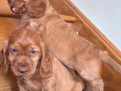 Fabulous Cocker Spaniel puppies in Offaly