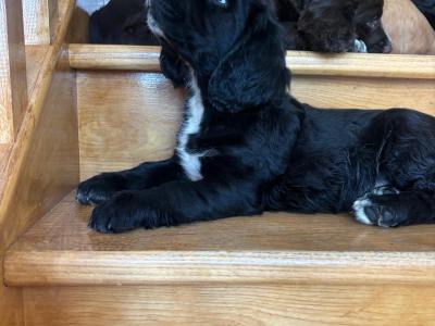 Fabulous Cocker Spaniel puppies in Offaly