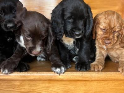 Fabulous Cocker Spaniel puppies in Offaly