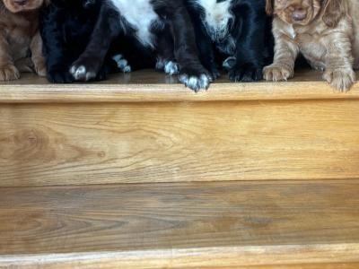 Fabulous Cocker Spaniel puppies in Offaly