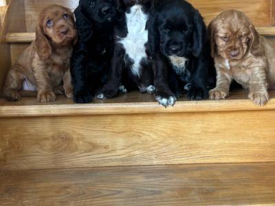 Fabulous Cocker Spaniel puppies in Offaly