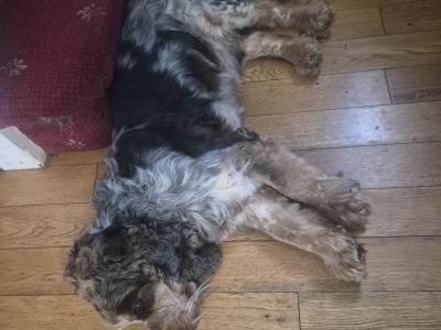 IKC Reg Cocker Spaniel English for Stud in Mayo