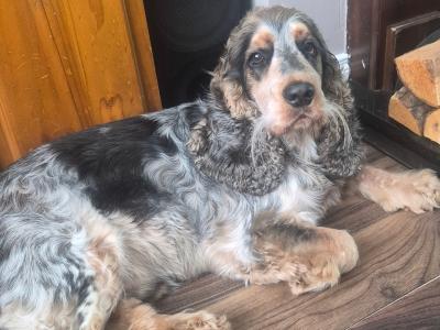 IKC Reg Cocker Spaniel English for Stud in Mayo