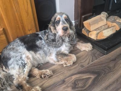 Cocker Spaniel English for Stud in Mayo