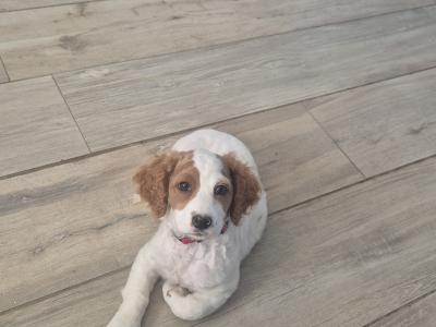 House trained female miniature Doodle puppy in Longford