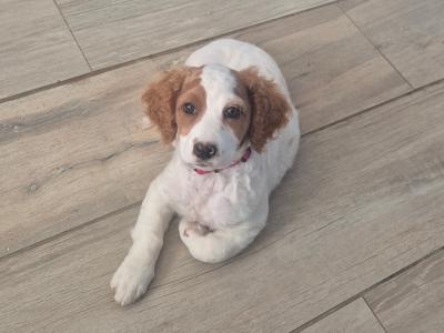 House trained female miniature Doodle puppy in Longford