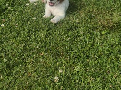 House trained female miniature Doodle puppy in Longford
