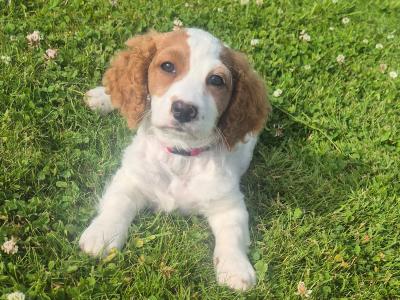 House trained female miniature Doodle puppy in Longford