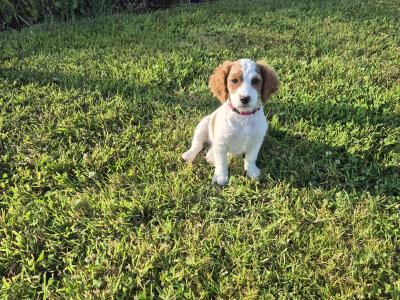 House trained female miniature Doodle puppy in Longford