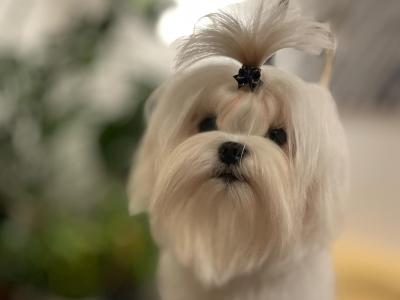 Beautiful IKC Registered (pending) Maltese puppies available in Dublin