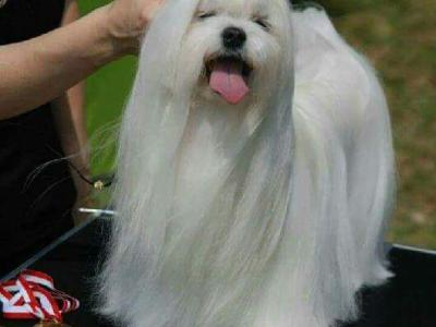 Beautiful Maltese puppies available IKC Pending