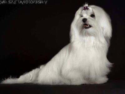 Beautiful Maltese puppies available IKC Pending