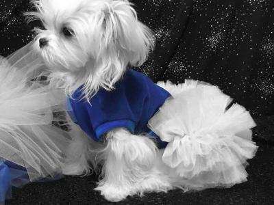 Beautiful Maltese puppies available IKC Pending