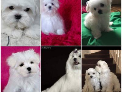 Beautiful Maltese puppies available IKC Pending