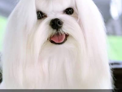 Beautiful Maltese puppies available IKC Pending