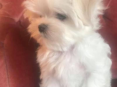 Beautiful Maltese puppies available IKC Pending