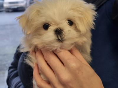Beautiful Maltese puppies available IKC Pending
