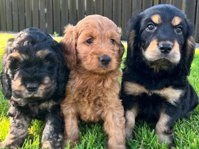 Cockapoo 🐶 puppies in Cavan