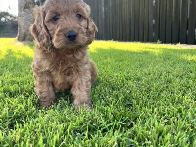 Miniature Cockapoo 🐶 puppies in Cavan