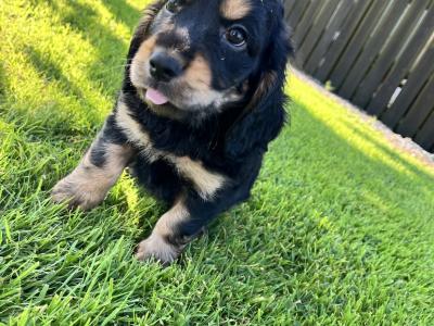 Miniature Cockapoo 🐶 puppies in Cavan