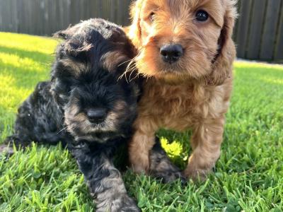 Miniature Cockapoo 🐶 puppies in Cavan
