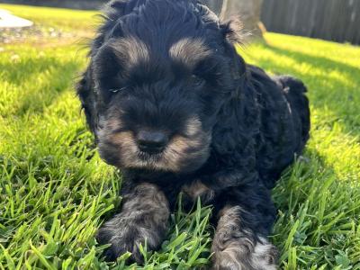 Miniature Cockapoo 🐶 puppies in Cavan